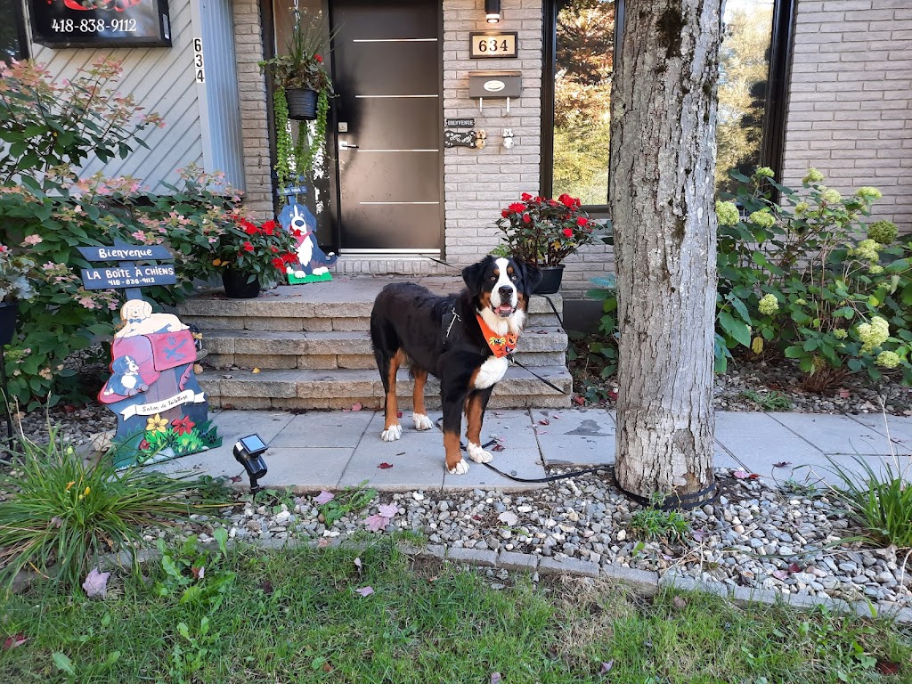 La Boîte à Chiens! | 634 Rue Marie Antoinette, Pintendre, QC G6C 1K4, Canada | Phone: (418) 838-9112