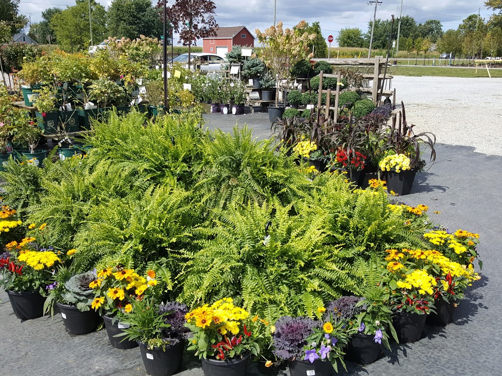 Peanut Centre Nursery | 702 Mersea Rd 6, Leamington, ON N8H 3V8, Canada | Phone: (519) 326-7450