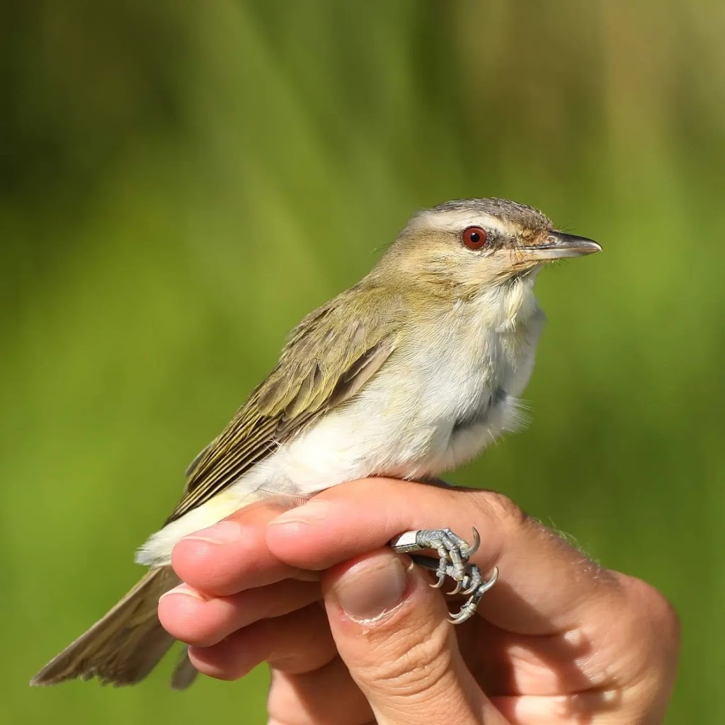 Siège social de lObservatoire doiseaux de Tadoussac | 302 Rue de la Rivière, Grandes-Bergeronnes, QC G0T 1G0, Canada | Phone: (418) 232-6249 ext. 28