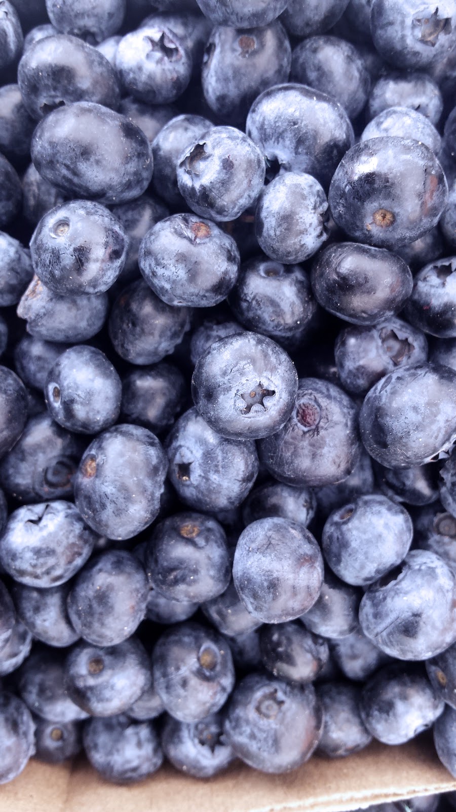 Powells Patch Blueberries | 37 Gilbert Rd, Simcoe, ON N3Y 4K2, Canada | Phone: (519) 428-1563