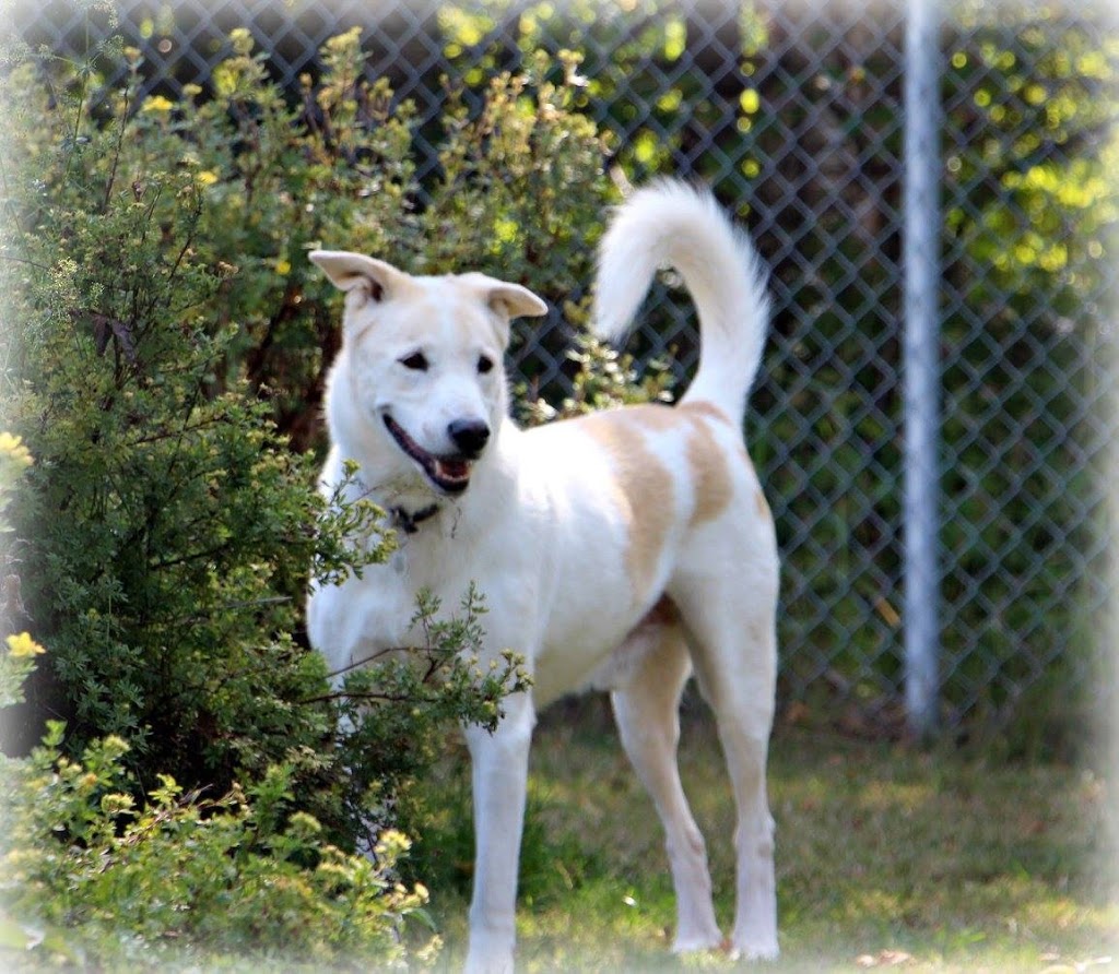 Pension Animale Tourlognon | 220 Chemin Ste Catherine, Baie-Saint-Paul, QC G3Z 2E5, Canada | Phone: (418) 435-6549