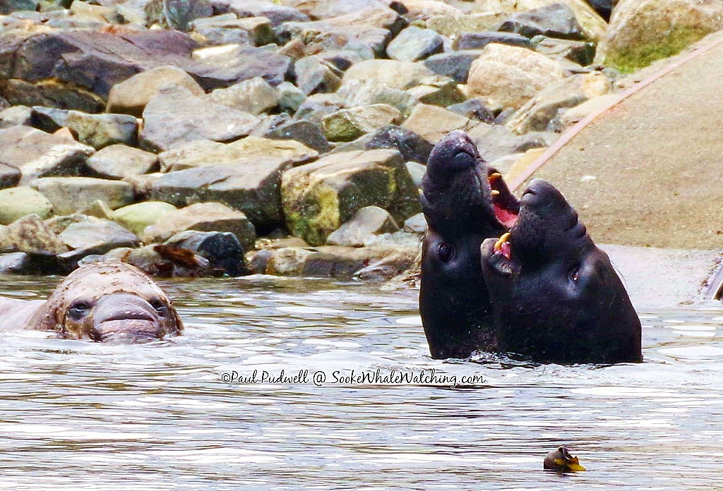 Sooke Whale Watching / Sooke Coastal Explorations | 1581 Dufour Rd, Sooke, BC V9Z 0T6, Canada | Phone: (250) 642-2343