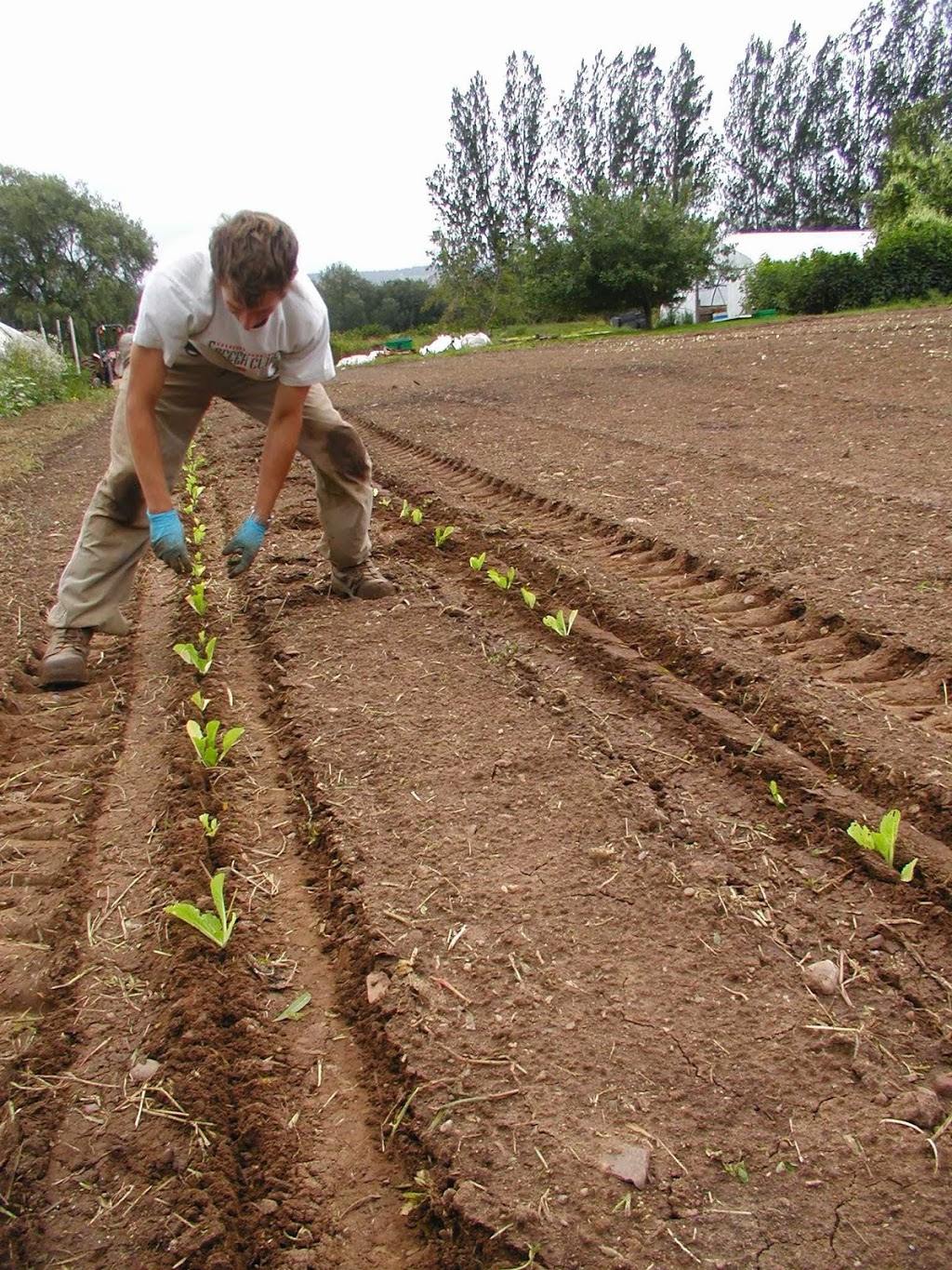 Taproot Farms | 451 Canard St, Port Williams, NS B0P 1T0, Canada | Phone: (902) 542-3277