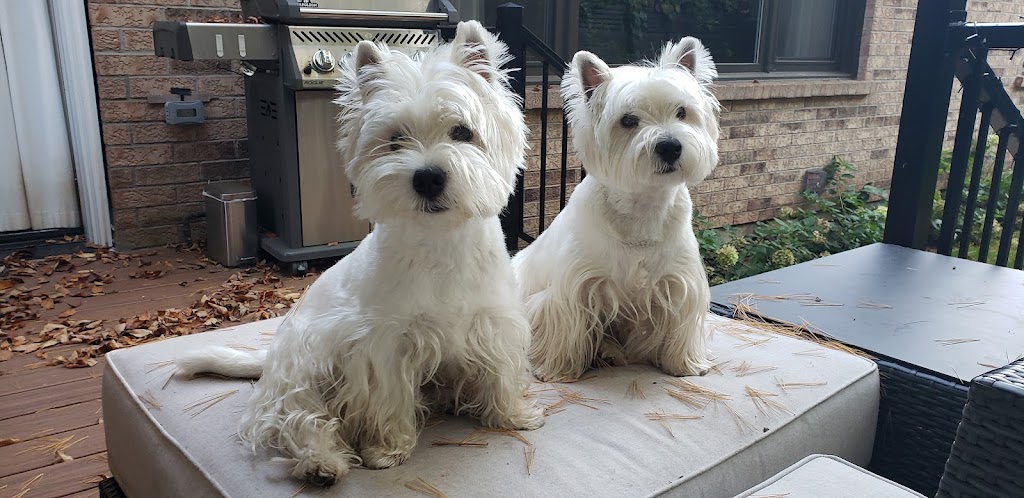 Westie Darinielle | 1089 Rang St Charles, Saint-Édouard-de-Lotbinière, QC G0S 1Y0, Canada | Phone: (418) 796-2589