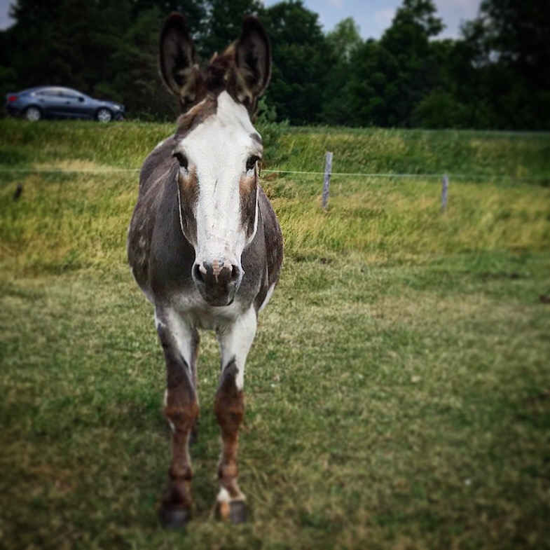 Dark Horse Acres equestrian farm | 507212 ON-89, Mono, ON L9V 1J2, Canada | Phone: (905) 716-7627