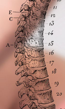 Clinique Chiropratique Rosemère - Dre Maude Bissonnette | 444 Chemin de la Grande-Côte, Rosemère, QC J7A 1L1, Canada | Phone: (514) 777-8472