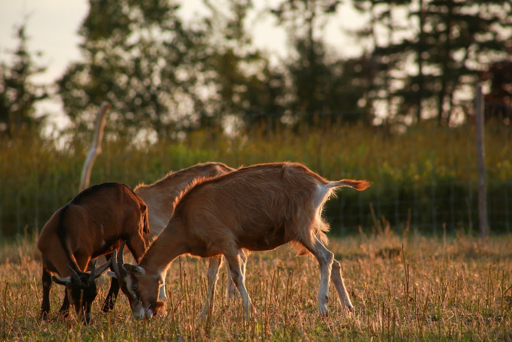 Emerald Isle Goat Creamery and Artisan Cheeses | 1231 Trans-Canada Hwy RR#1, Belle River, PE C0A 1B0, Canada | Phone: (902) 962-3497