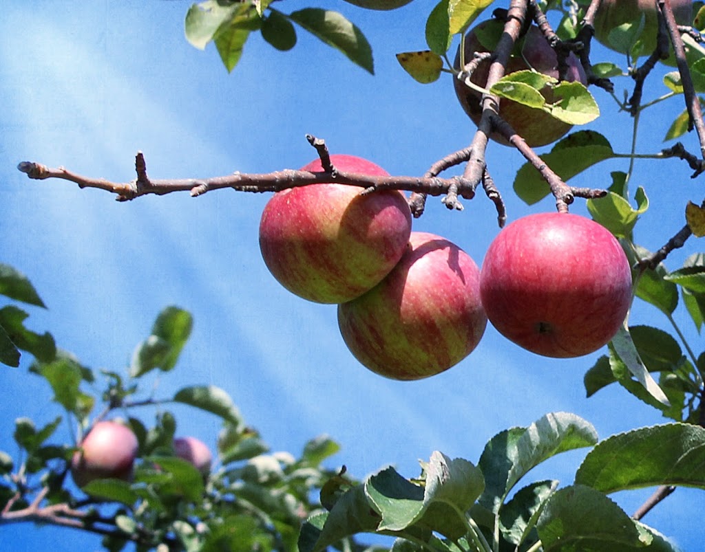 Ontario Fruit & Vegetable Growers Association | 355 Elmira Rd N, Guelph, ON N1K 1S5, Canada | Phone: (519) 763-6160