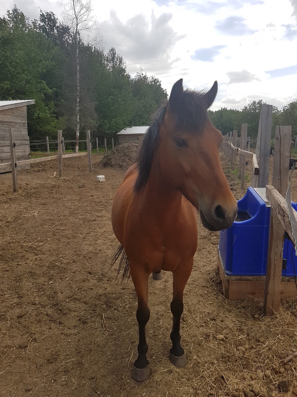 La ferme Pélipa | 1120 Rue Saint-Aimé, Saint-Lambert-de-Lauzon, QC G0S 2W0, Canada | Phone: (581) 888-1452