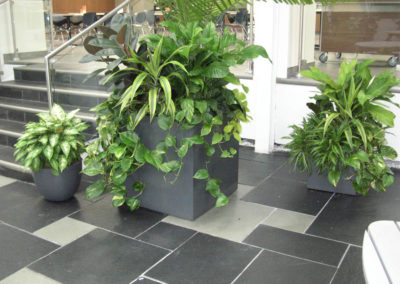 Greenville Planters | 1295 Kamato Rd, Mississauga, ON L4W 2M2, Canada | Phone: (905) 361-1368