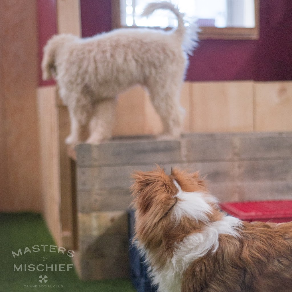 Masters Of Mischief Canine Social Club | 1638 Bath Rd, Kingston, ON K7M 4X6, Canada | Phone: (613) 389-8444