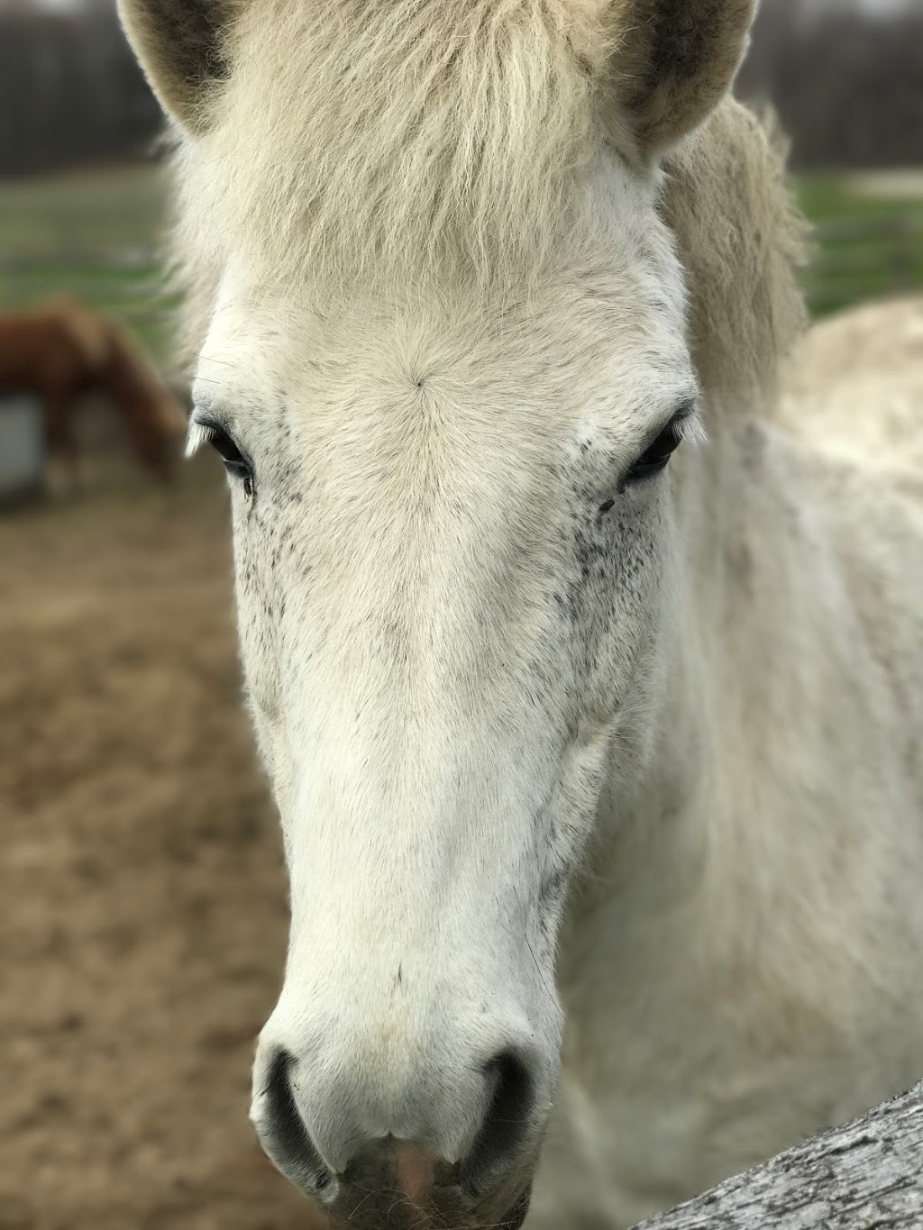 Wolfstone Farm | 15876 Mt Wolfe Rd, Bolton, ON L7E 3N8, Canada | Phone: (905) 880-7635