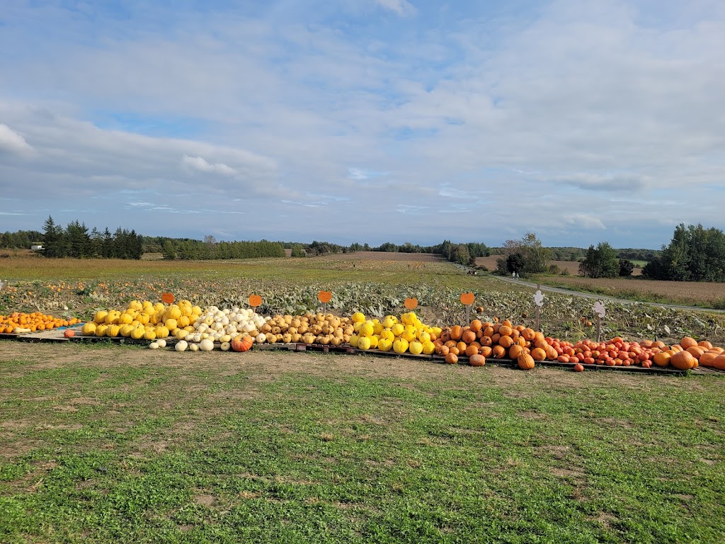 Ferme de Citrouilles Roberge et Gosselin | 1736 Chem. Royal, Saint-Pierre, QC G0A 4E0, Canada | Phone: (418) 952-2744