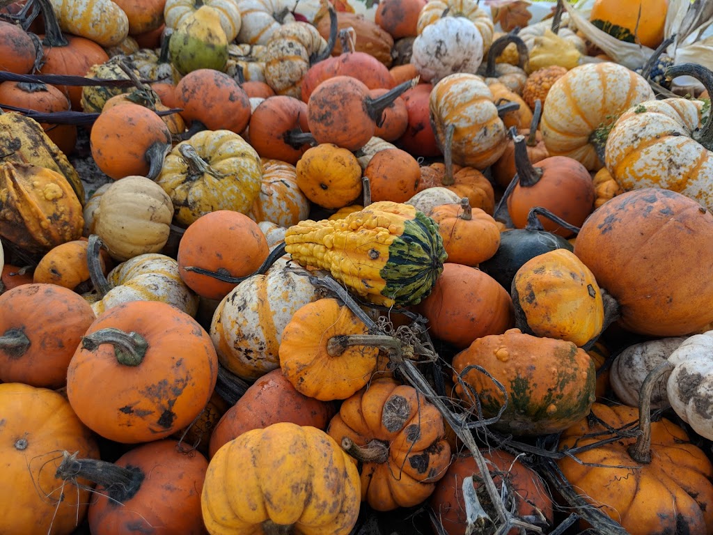 Hazelmere Pumpkin Patch | 18507 20 Ave, Surrey, BC V3S 9V2, Canada | Phone: (604) 542-1205