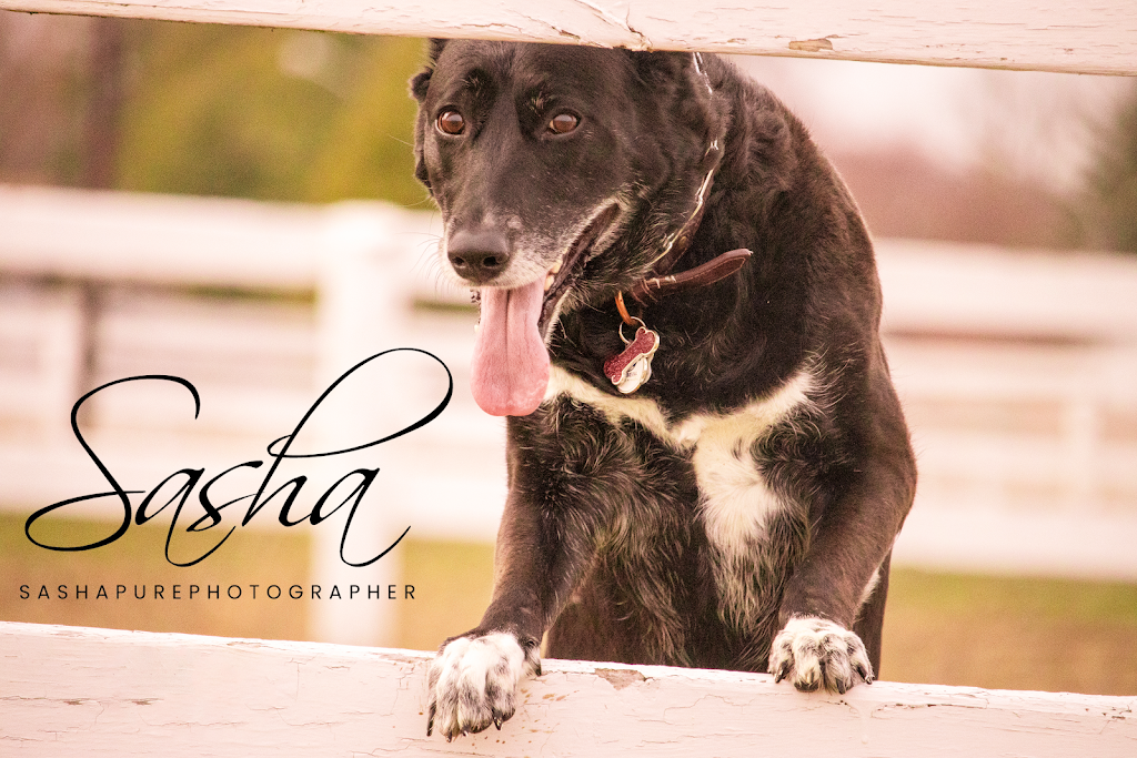 Sashapurephotography | 7 Fred Cooper Way, Sutton, ON L0E 1R0, Canada | Phone: (905) 960-1907