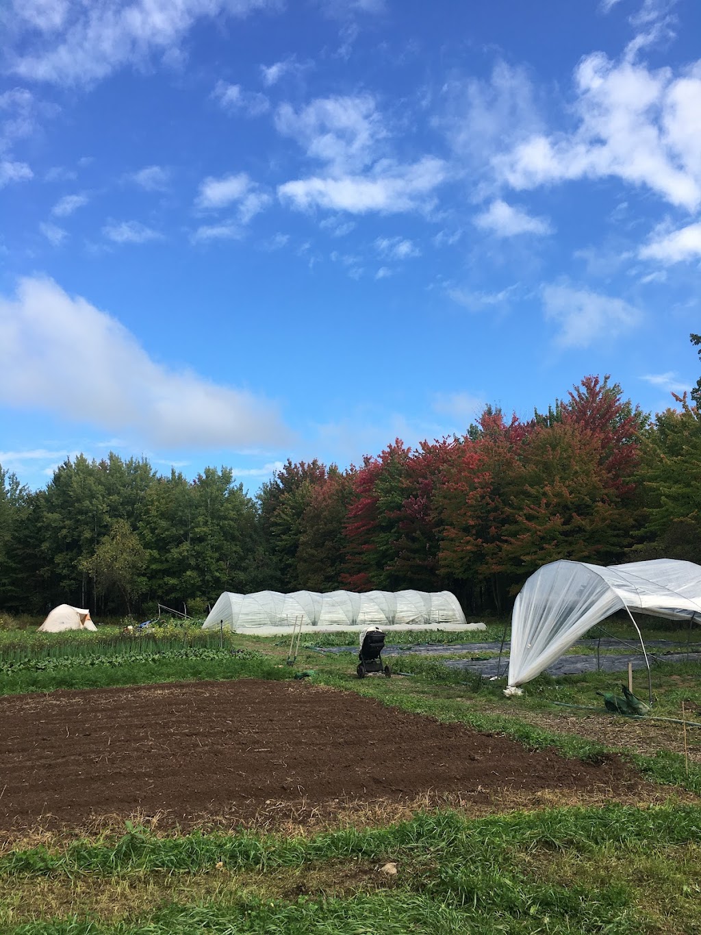 Ferme de la Canopée | 444 1e Rang E, Sainte-Cécile-de-Milton, QC J0E 2C0, Canada | Phone: (418) 818-6756