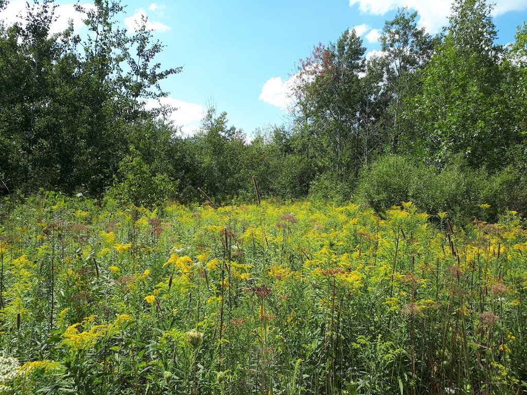 Réserve naturelle du Boisé-Du Tremblay | Rue J.-A.-Bombardier, Boucherville, QC J4B 8P1, Canada