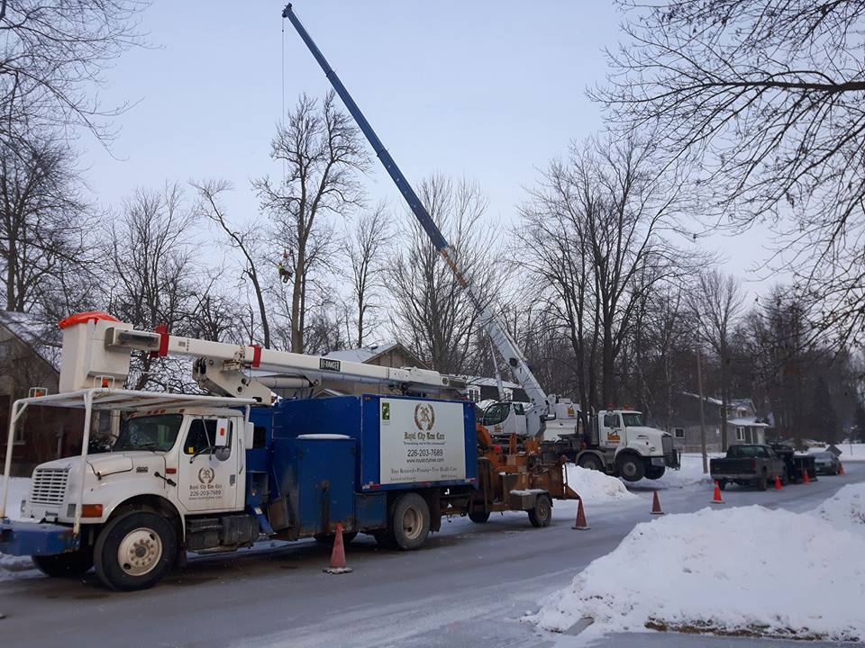 Royal City Tree Care | 18 Landsdown Dr, Guelph, ON N1L 1H2, Canada | Phone: (226) 203-3133