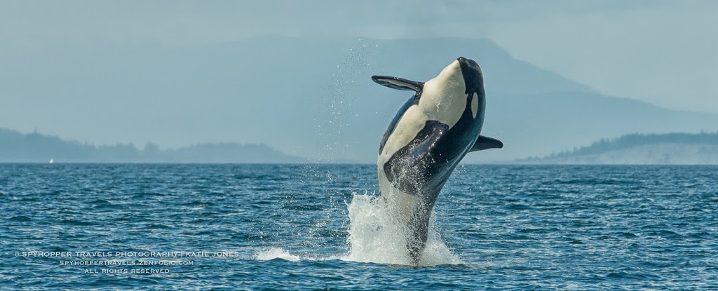Western Prince Whale Watching | 1 Spring St Suite A, Friday Harbor, WA 98250, USA | Phone: (360) 378-5315