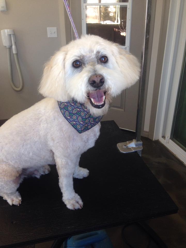 Grooming By Kate | Range Road & 1.8 km North of Hwy Suite A, Red Deer, AB T4N 5E1, Canada | Phone: (587) 876-4028