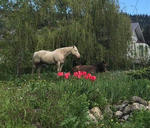 Turning Point Farm | 864 Corkscrew Rd, Armstrong, BC V0E 1B5, Canada | Phone: (250) 546-2477