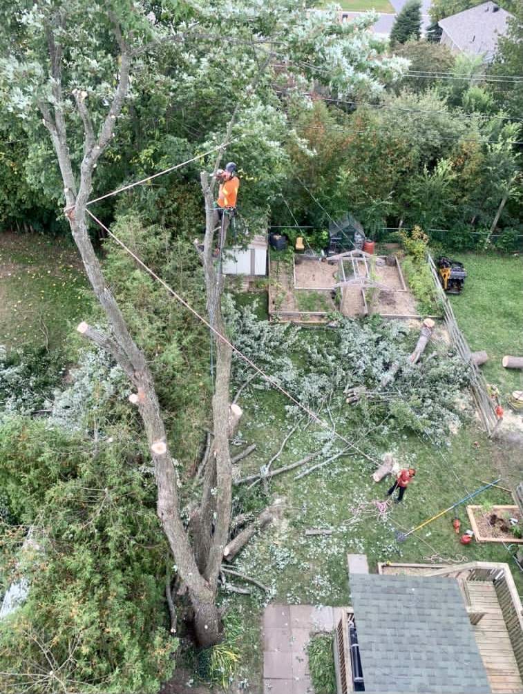 Smiths Falls Elite Tree Services | 138 Queen St, Smiths Falls, ON K7A 3N6, Canada | Phone: (613) 301-9095