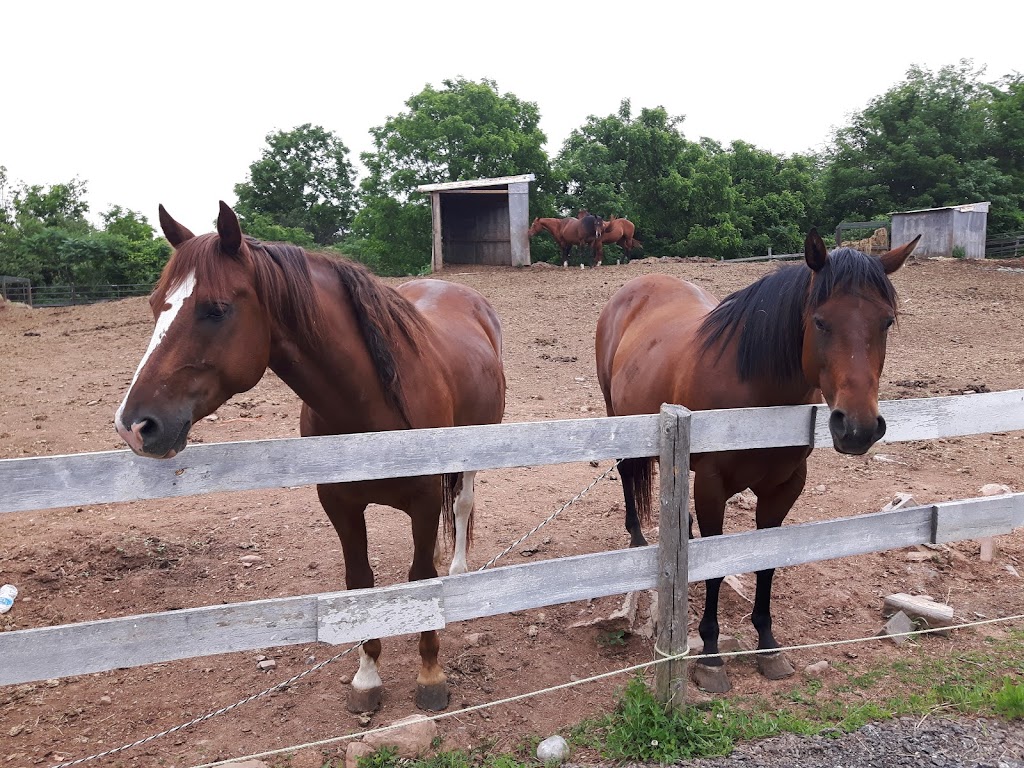 Georgetown Equestrian Centre | 11772 17 Side Rd, Georgetown, ON L7G 4S6, Canada | Phone: (905) 877-2321