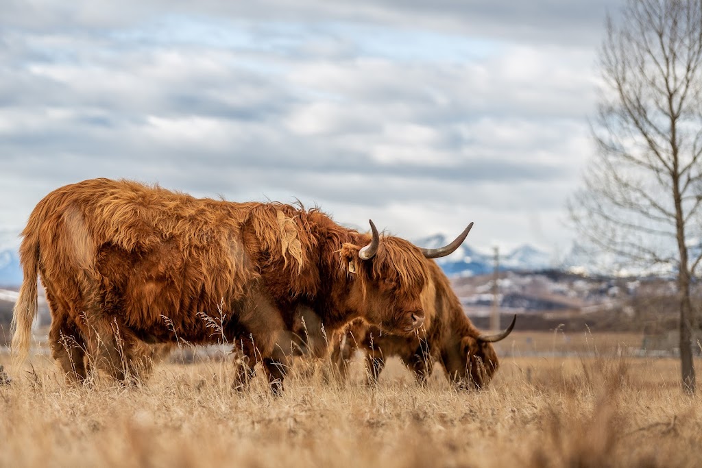 Hartell Homestead | AB-543, Turner Valley, AB T0L 2A0, Canada | Phone: (587) 873-6027