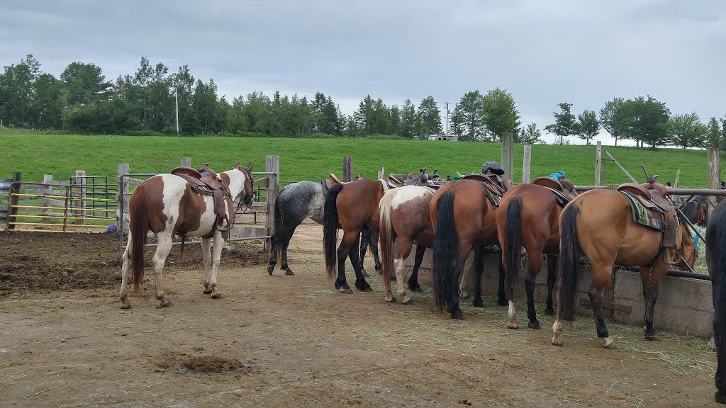 Evangeline Trail Rides | 2147 N River Rd, Scotch Village, NS B0N 2G0, Canada | Phone: (902) 632-2637