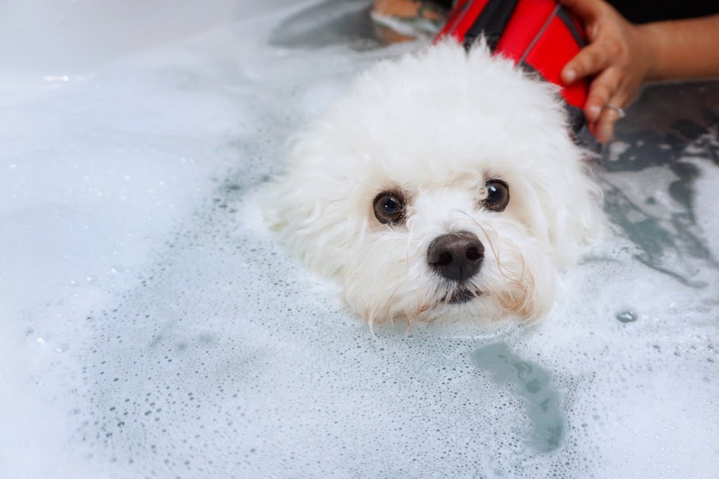 Canine Aquatherapy with Faith | 2836 Holt Rd, Bowmanville, ON L1C 3K4, Canada | Phone: (905) 391-9717