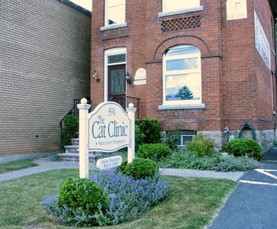 The Cat Clinic | 391 Concession St, Hamilton, ON L9A 1B8, Canada | Phone: (905) 387-4151