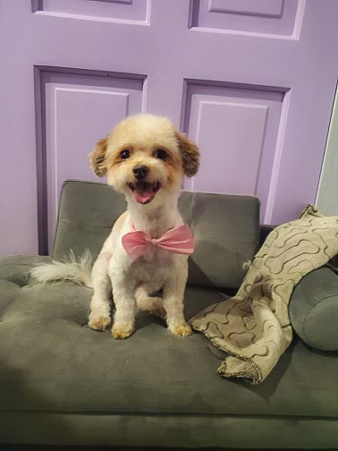 Good Girls Groomers | 69 Prospect Pl, Morinville, AB T8R 1N8, Canada | Phone: (780) 278-2926