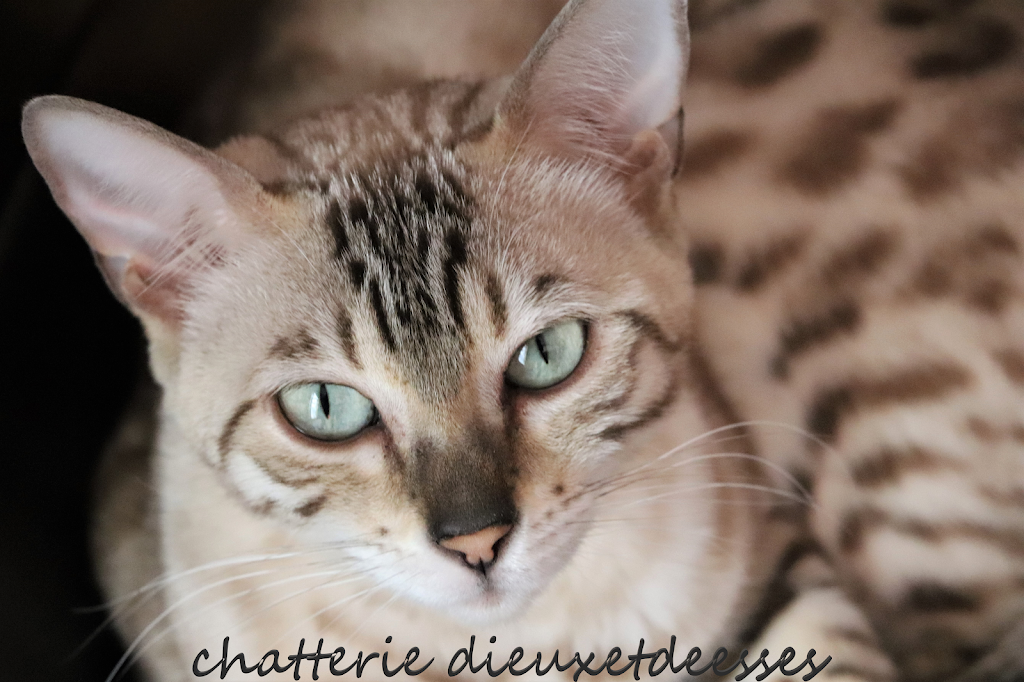 Chatterie Dieuxetdeesses, élevage de chats bengal | 36 Rue Larochelle, La Durantaye, QC G0R 1W0, Canada | Phone: (418) 884-2397