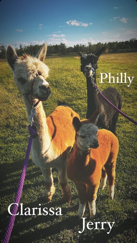 Donkey and Alpaca Experience | 136465 Grey County Rd 40, Chatsworth, ON N0H 1G0, Canada | Phone: (519) 477-0887