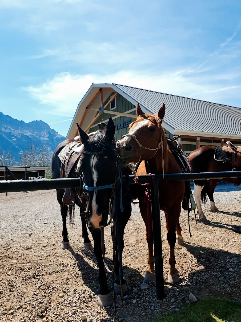 Alpine Stables Ltd | 1 marquis road, Waterton Park, AB T0K 2M0, Canada | Phone: (403) 859-2462