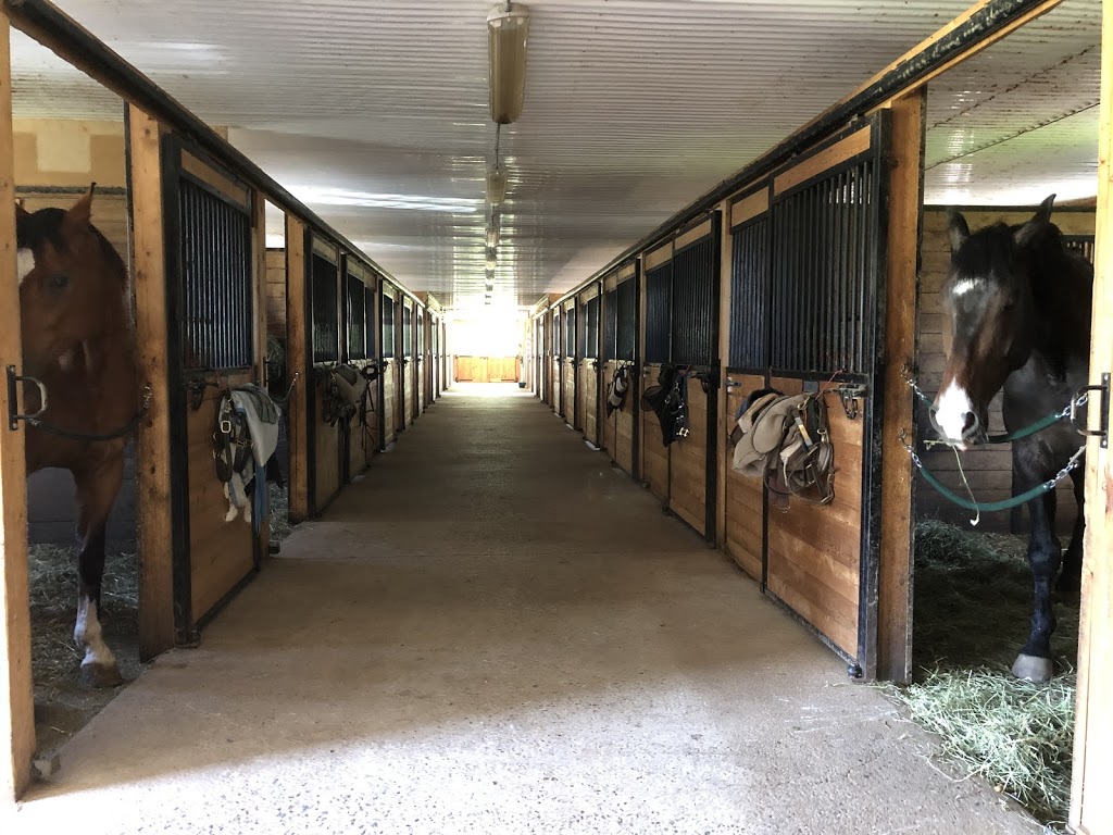 D7 Equestrian | 8285 Guelph Line, Campbellville, ON L0P 1B0, Canada | Phone: (416) 475-3754
