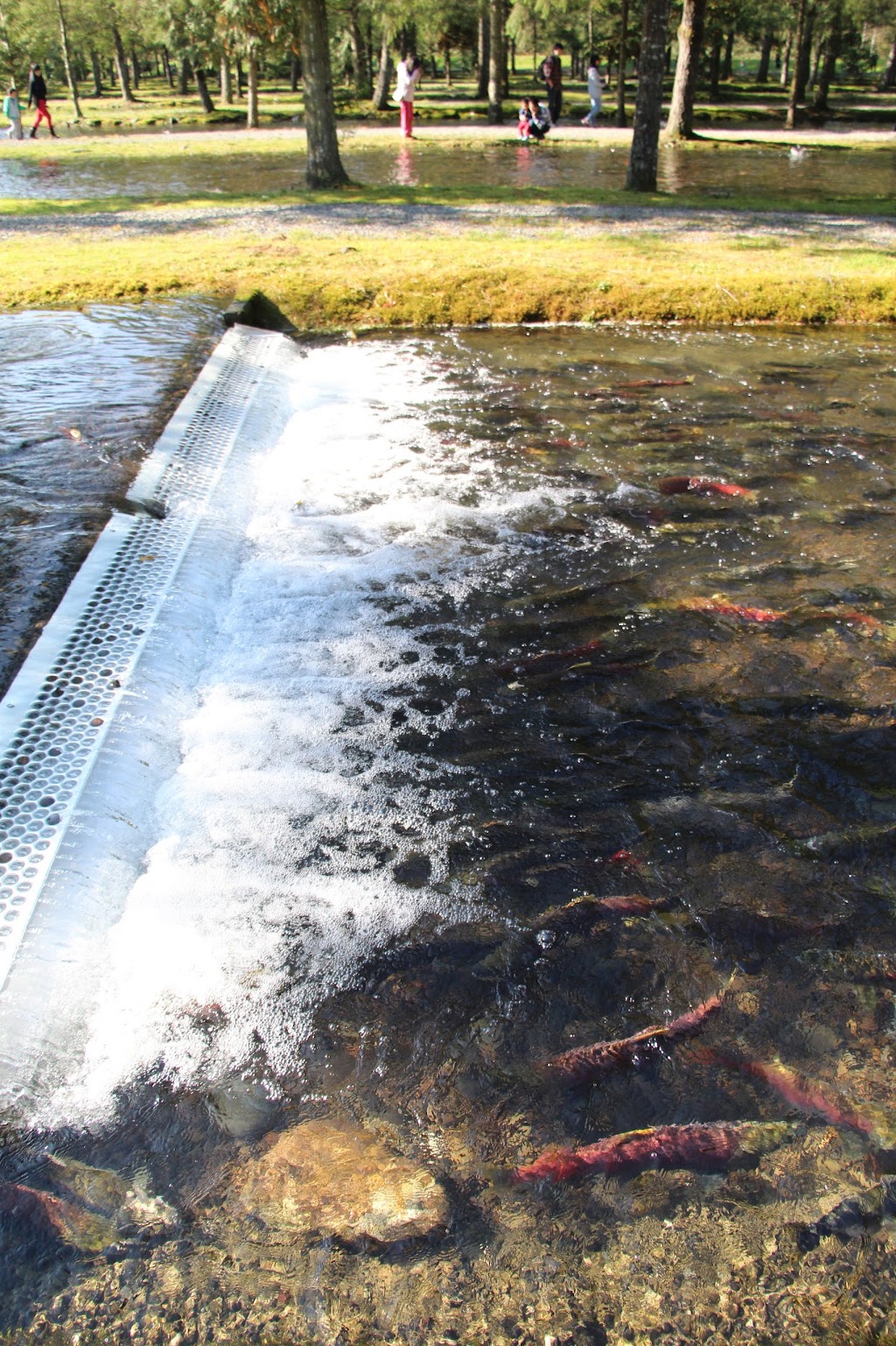 Chehalis River Hatchery | 16250 Morris Valley Rd, Agassiz, BC V0M 1A1, Canada | Phone: (604) 796-9444