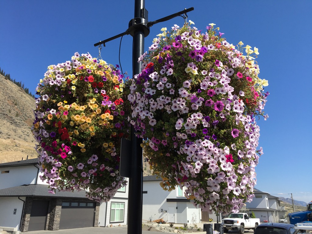 Creekside Greenhouses | 597 Jamieson Creek Main Haul Rd, Kamloops, BC V2B 8S2, Canada | Phone: (250) 579-9296