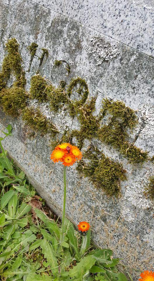 Hatzic Cemetery | 34867 Cemetery Ave, Mission, BC V2V 6Y6, Canada | Phone: (604) 820-5354