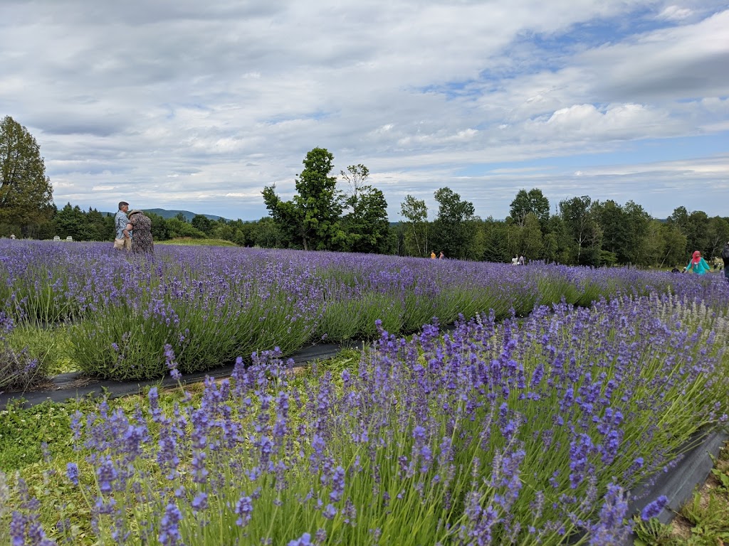 Bleu Lavande (Blue Lavender) | 2525 Rue Principale O, Magog, QC J1X 0J4, Canada | Phone: (819) 843-5857