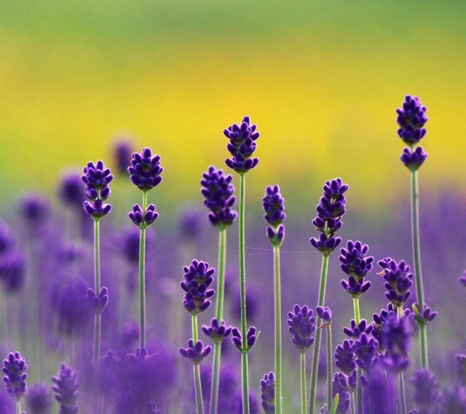 Essentially Lavender | 1379 Concession 10, Formosa, ON N0G 1W0, Canada | Phone: (519) 722-9324