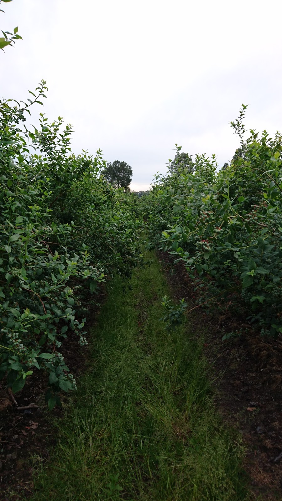 Biln Farms Blueberry Stand | 4350 Oliver Rd, Coquitlam, BC V3E 3H6, Canada | Phone: (604) 866-4056