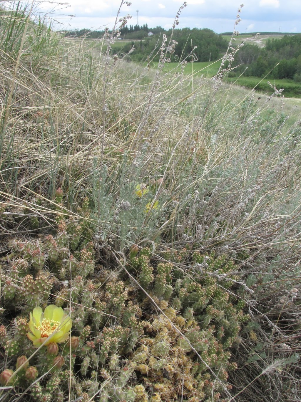 Gibbons Cactus Prairie | AB-28, Gibbons, AB T0A 1N0, Canada