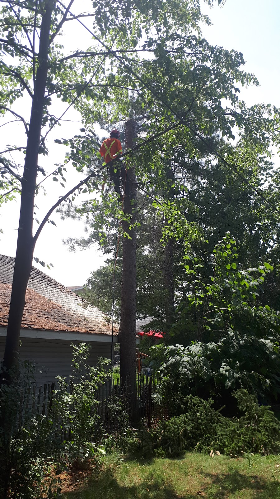 Wright Tree Service | 1265 Kingston Ave, Ottawa, ON K1Z 8K8, Canada | Phone: (613) 898-0698