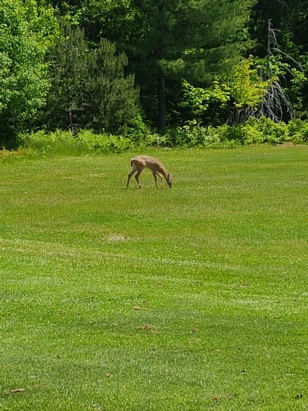 North Granite Ridge Golf Club | 476 S Mary Lake Rd, Port Sydney, ON P0B 1L0, Canada | Phone: (705) 385-0808