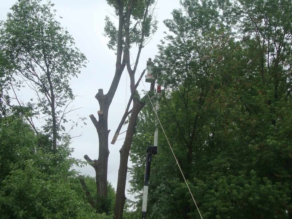 Québec Arbre-Service délagage en Beauce | 1985, Saint-Prosper, QC G0M 1Y0, Canada | Phone: (888) 594-8980