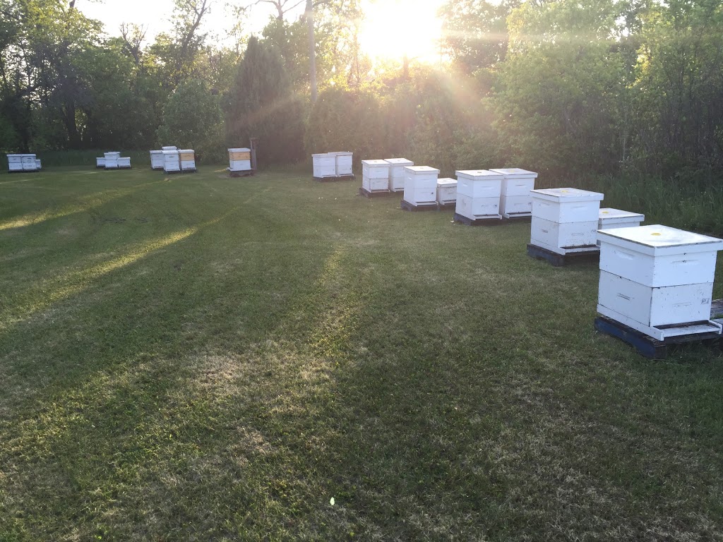 Golden Bee Apiary | Wingham Colony Rd, Elm Creek, MB R0G 0N0, Canada | Phone: (204) 745-7420