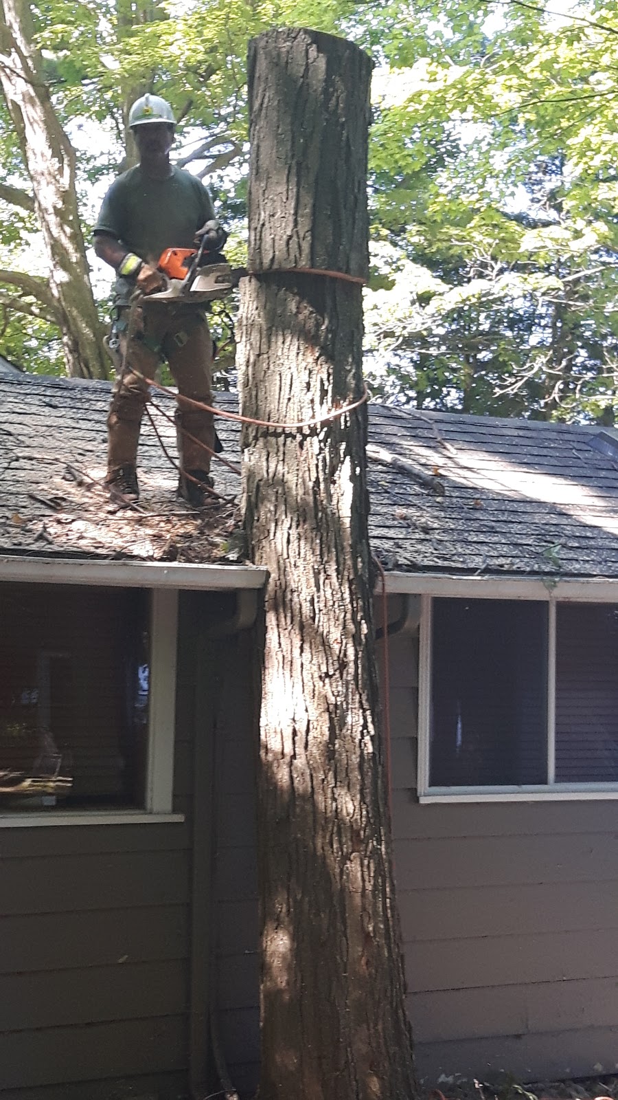 Lyles Tree Service | 94 Francis St W, Fenelon Falls, ON K0M 1N0, Canada | Phone: (705) 879-8858