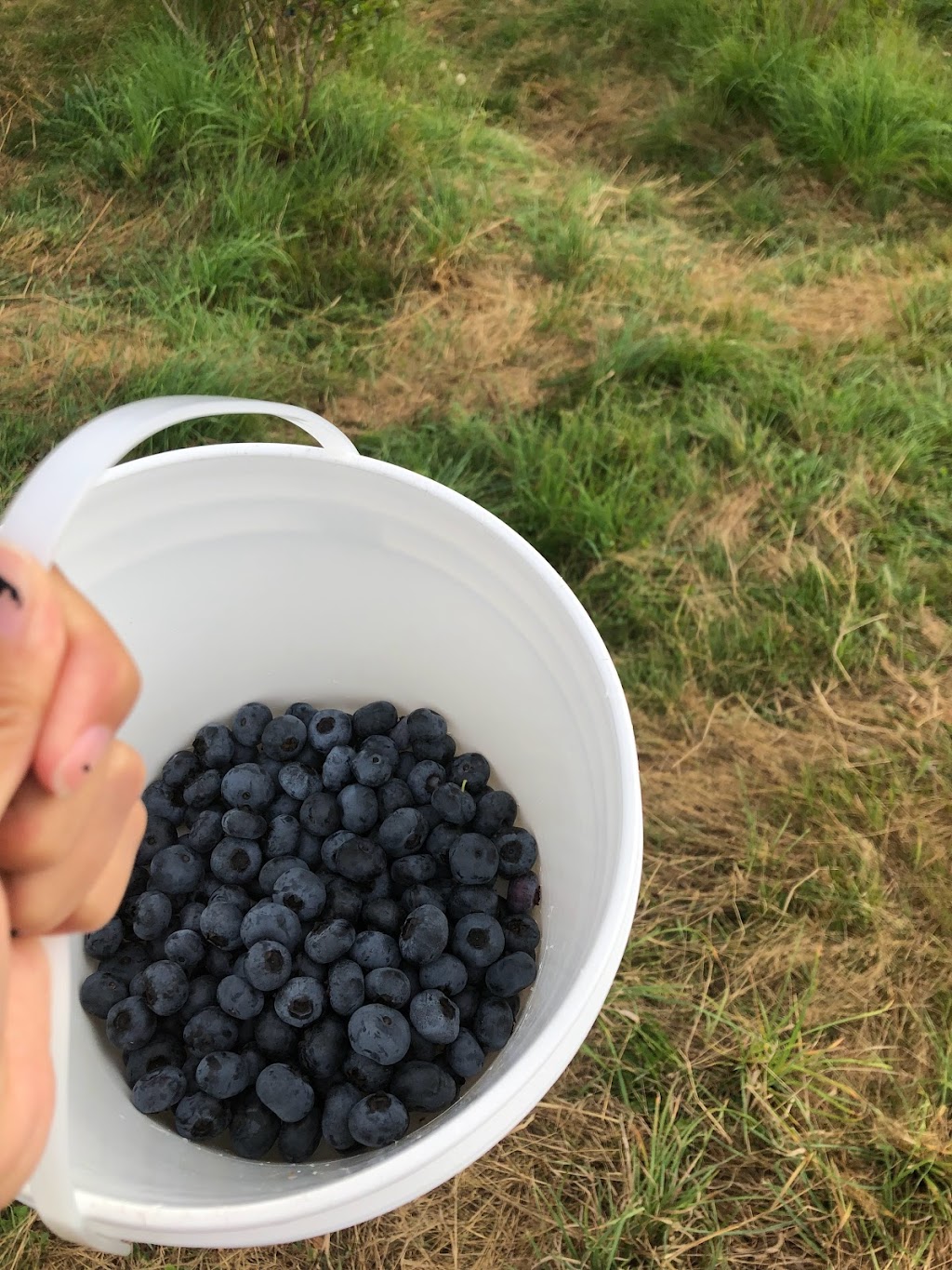 Haslam Creek Berry Farm-certified organic blueberry | 2900 Rugby Road, Nanaimo, BC V9X 1T2. Or, 2900 Beck Rd, Nanaimo, BC V9X 1T2, Canada | Phone: (250) 797-0623