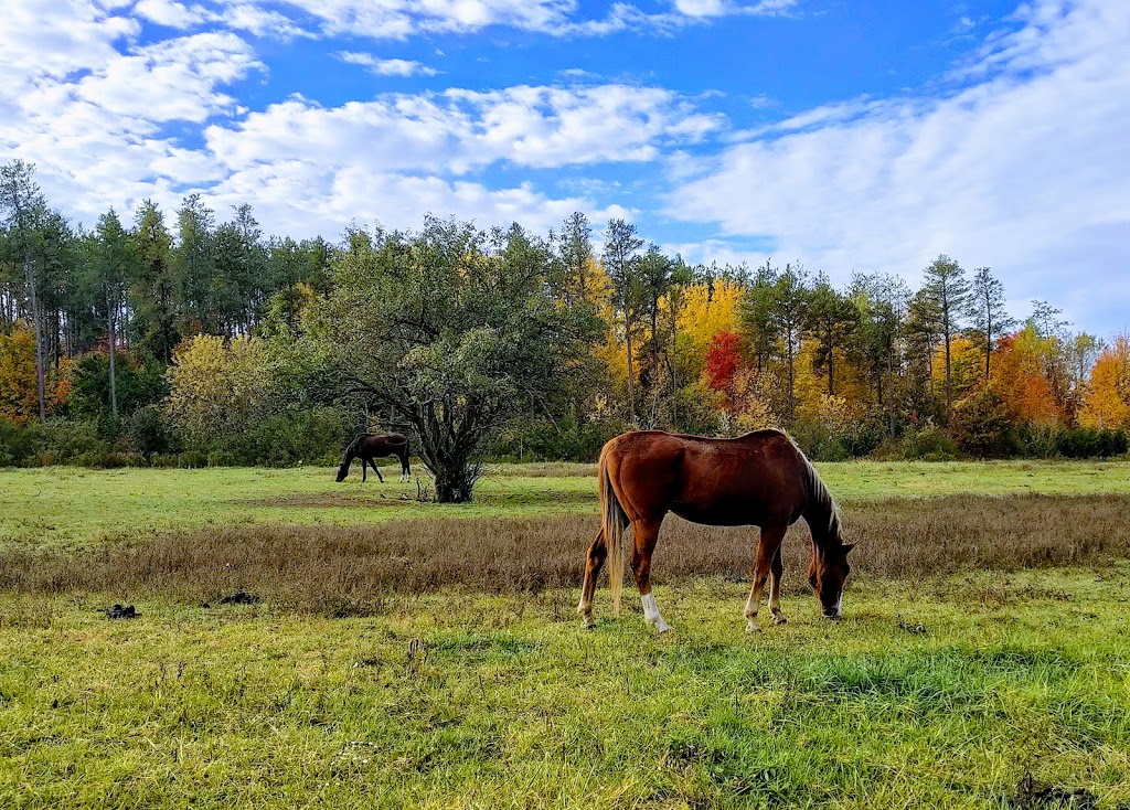 Lyndebrook Golf Course | 5055 Baldwin St S, Whitby, ON L1M 1T4, Canada | Phone: (905) 655-4653